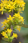 Roan Mountain goldenrod